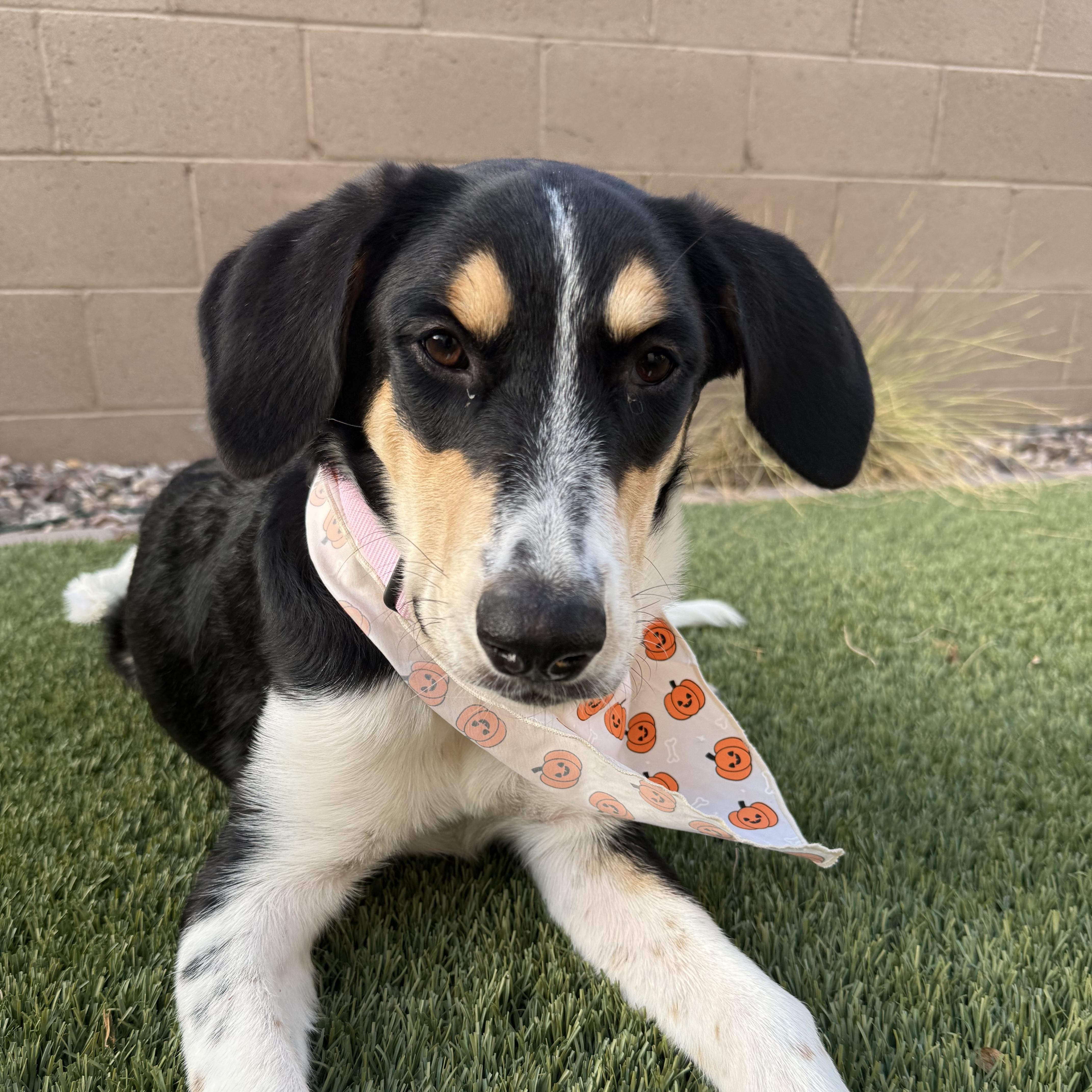 A young medium-sized female Tricolor (Brown, Black, & White) Border Collie dog named Adora for adoption in Lisbon, OH