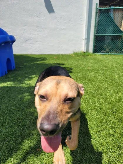 An adult medium-sized female German Shepherd Dog dog named Destiny for adoption in North Miami Beach, FL