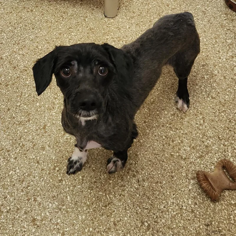 An adult small-sized male Black Dachshund dog named Montstray for adoption in Perkiomenville, PA