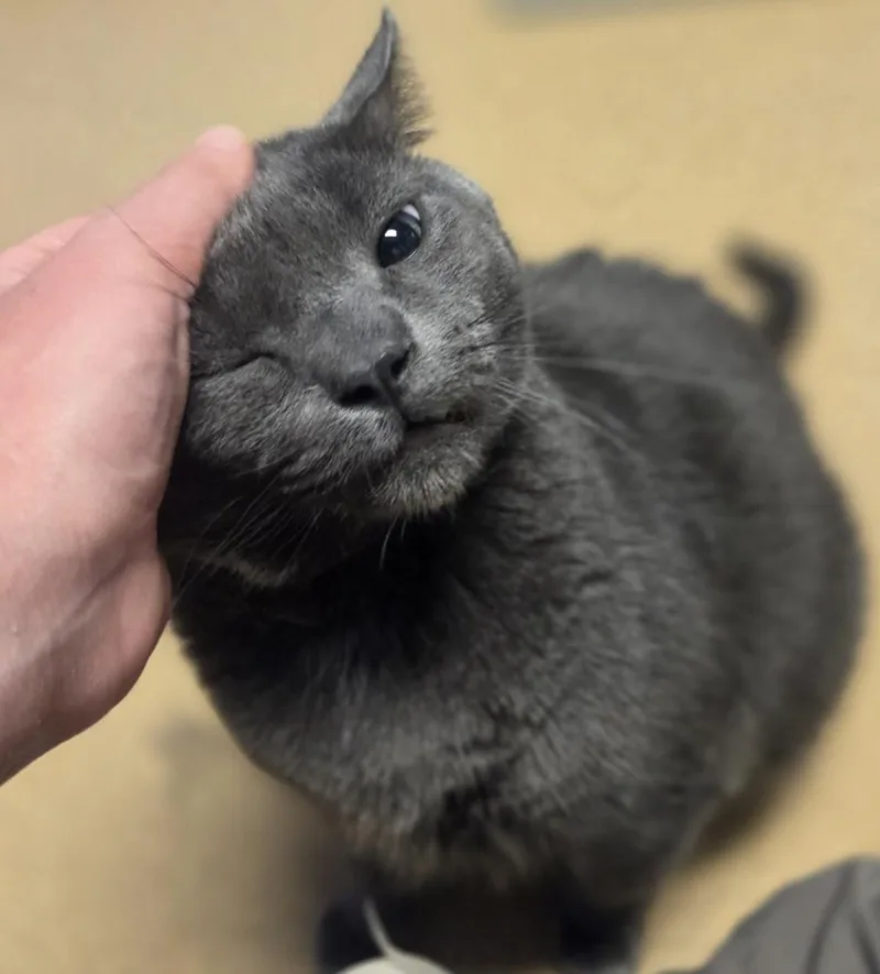 An adult large-sized male Gray / Blue / Silver Domestic Short Hair cat named Earl Grey for adoption in Brookings, SD
