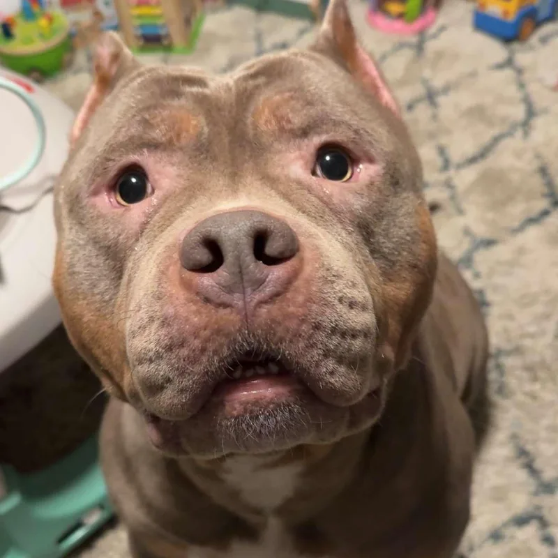 An adult extra large-sized female Tricolor (Brown, Black, & White) American Bully dog named Mecca for adoption in Cumberland, RI