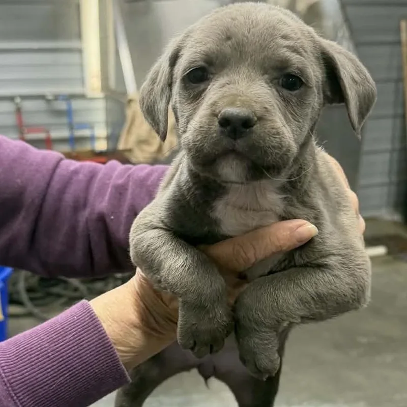 Momma Mia +  thumbnail 5