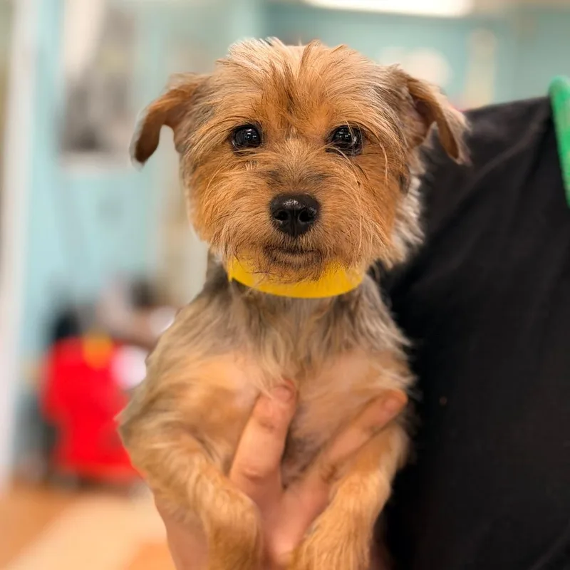 An adult small-sized female Brown / Chocolate Yorkshire Terrier dog named Tina for adoption in Columbus, GA