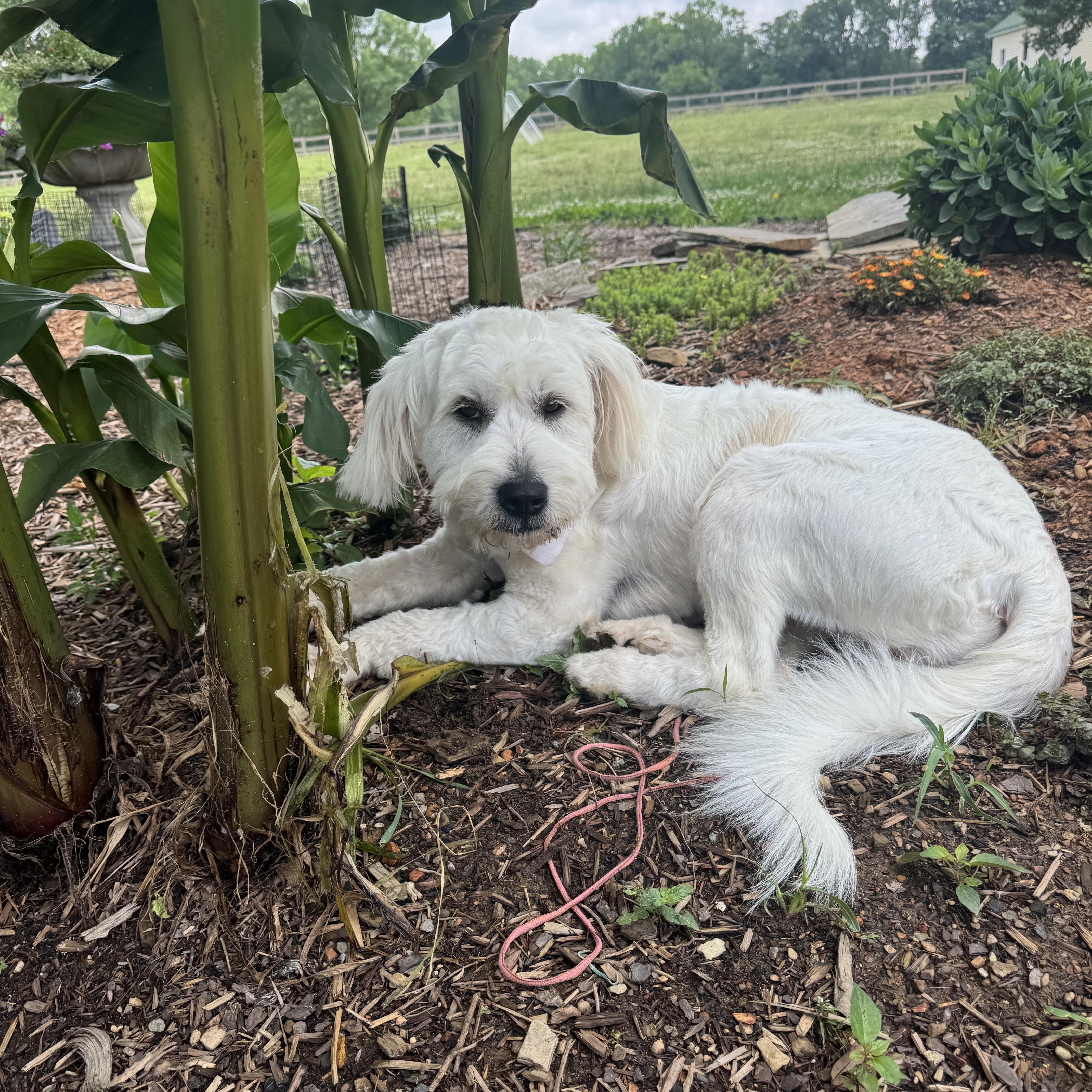 An adult medium-sized female Standard Poodle dog named Reece for adoption in Monroe, NC