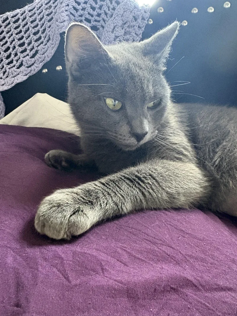 A young medium-sized female Domestic Short Hair cat named Greyce for adoption in Brooklyn, NY