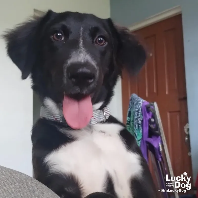 Lady Luna thumbnail 2
