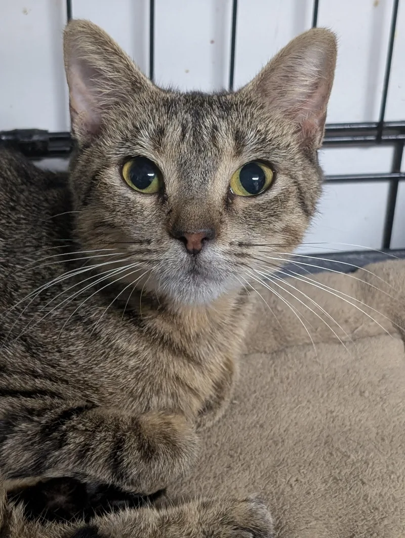 A young medium-sized female Tabby (Brown / Chocolate) Domestic Short Hair cat named Estee for adoption in Tilton, IL