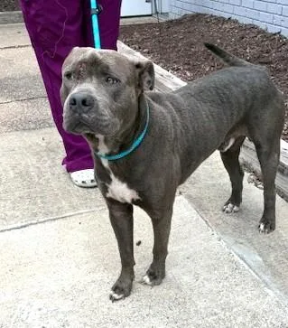 An adult medium-sized male Gray / Blue / Silver American Bulldog dog named Oscar Humble Gentle Adult for adoption in Charlottesville, VA