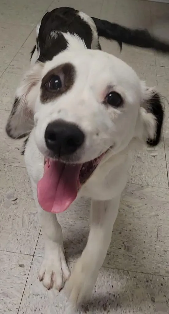 Stella