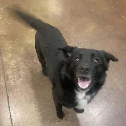 An adult medium-sized male Mixed Breed dog named Nubian for adoption in Cincinnati, OH