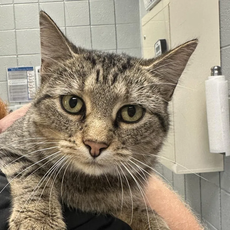 A young medium-sized female Brown / Chocolate Domestic Short Hair cat named Boo for adoption in West Olive, MI