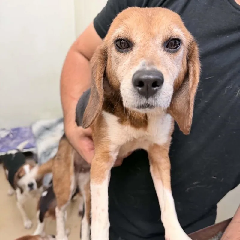 An adult small-sized female Brown / Chocolate Beagle dog named Joan Mitchell  Chino for adoption in Chino Hills, CA