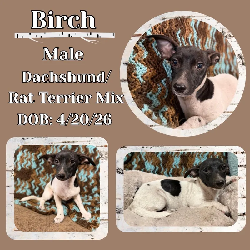 A baby small-sized male White / Cream Dachshund dog named Birch for adoption in Caldwell, TX
