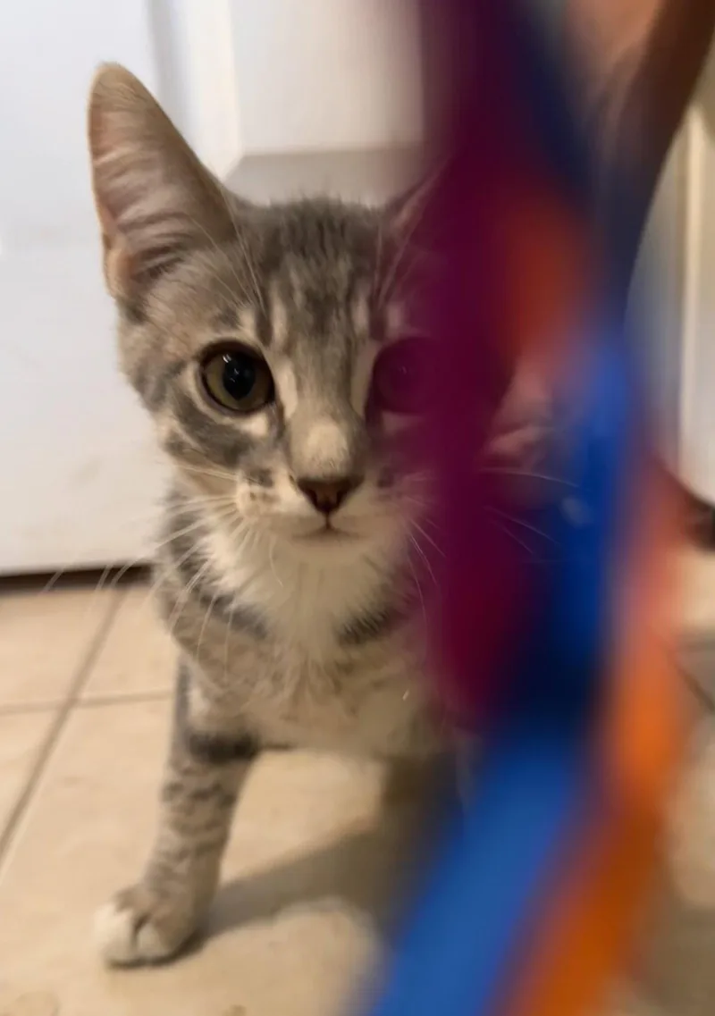 A baby medium-sized male Tabby cat named Joe for adoption in Vacaville, CA
