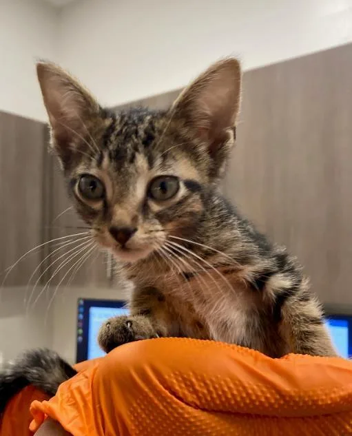 A baby small-sized female Domestic Short Hair cat named Fanta for adoption in Baytown, TX