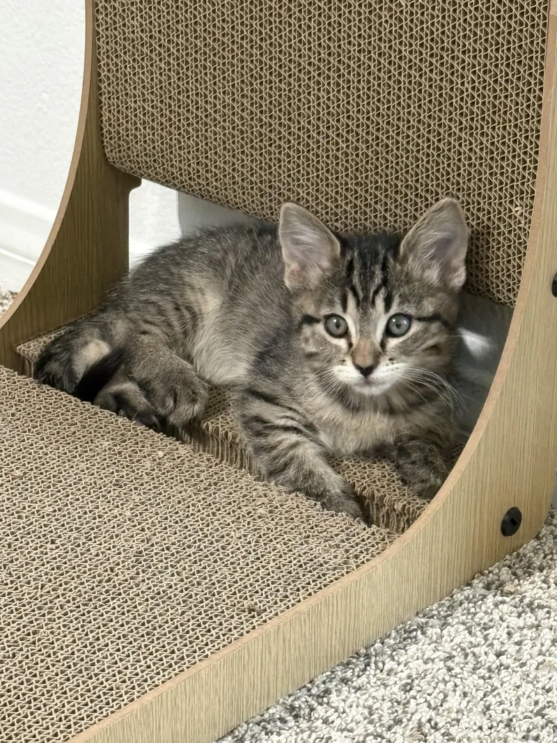 A baby small-sized female Domestic Short Hair cat named Astra for adoption in Hurricane, UT