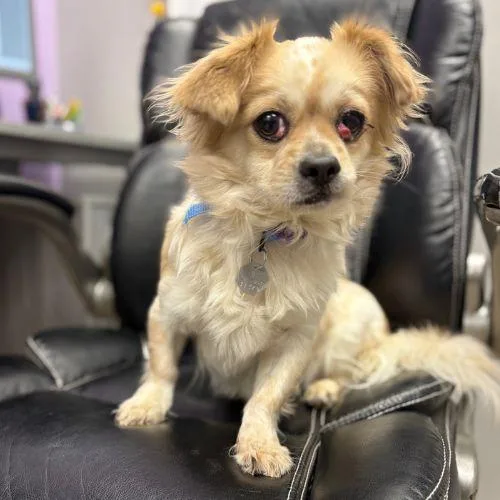 An adult small-sized male Cavalier King Charles Spaniel dog named Goodwin for adoption in Aurora, CO