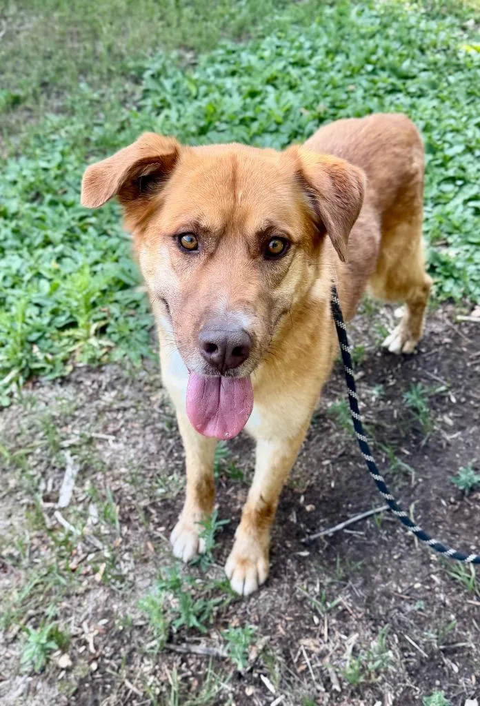 A young medium-sized male Retriever dog named Jenansfer Berthodrick for adoption in Fort Lupton, CO