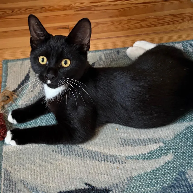 A baby medium-sized male Black Domestic Short Hair cat named Ballsie Boo BurrPurr for adoption in Eaton Rapids, MI