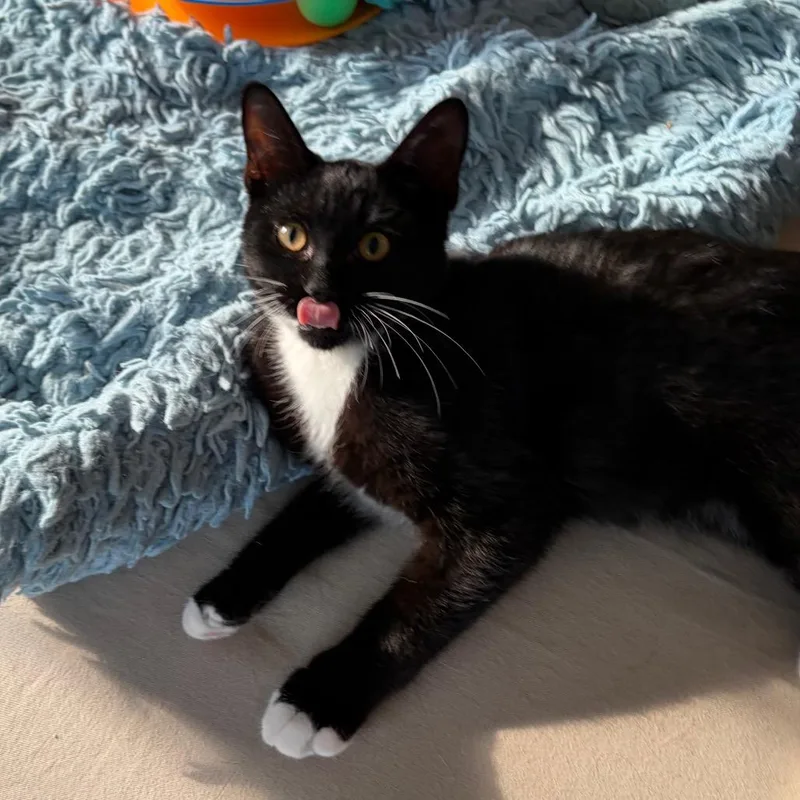 Ballsie Boo BurrPurr thumbnail 2