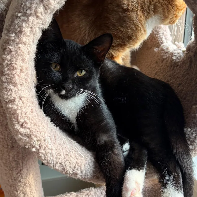 Ballsie Boo BurrPurr thumbnail 3