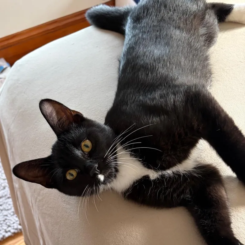 Ballsie Boo BurrPurr thumbnail 5
