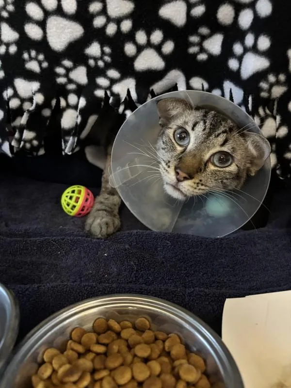 An adult small-sized male Domestic Short Hair cat named Yuki for adoption in Escondido, CA