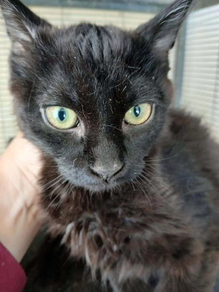 A baby small-sized male Black Domestic Medium Hair cat named Gracelynn for adoption in Thatcher, AZ