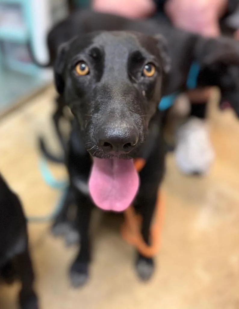 A young large-sized female Labrador Retriever dog named Sunset for adoption in New Braunfels, TX