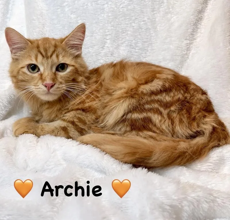 A baby medium-sized male Tabby (Orange / Red) Domestic Long Hair cat named Archie for adoption in Copley, OH
