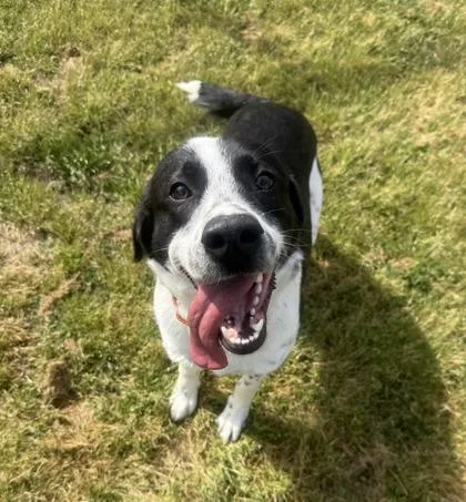 A baby medium-sized male Border Collie dog named Jerry for adoption in Conway, SC