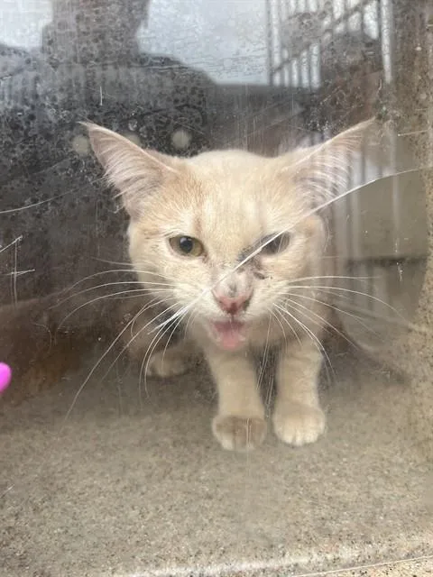 A young medium-sized male Domestic Short Hair cat named Batcat for adoption in Louisville, KY