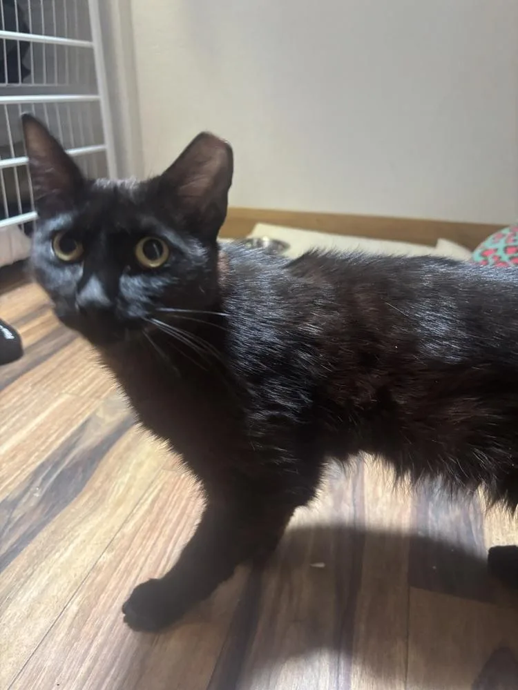Nikita