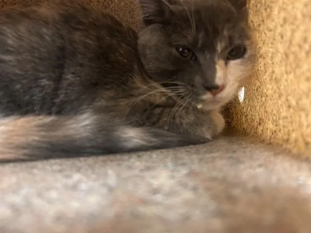 A baby small-sized female Domestic Short Hair cat named Rocky for adoption in Riverside, CA