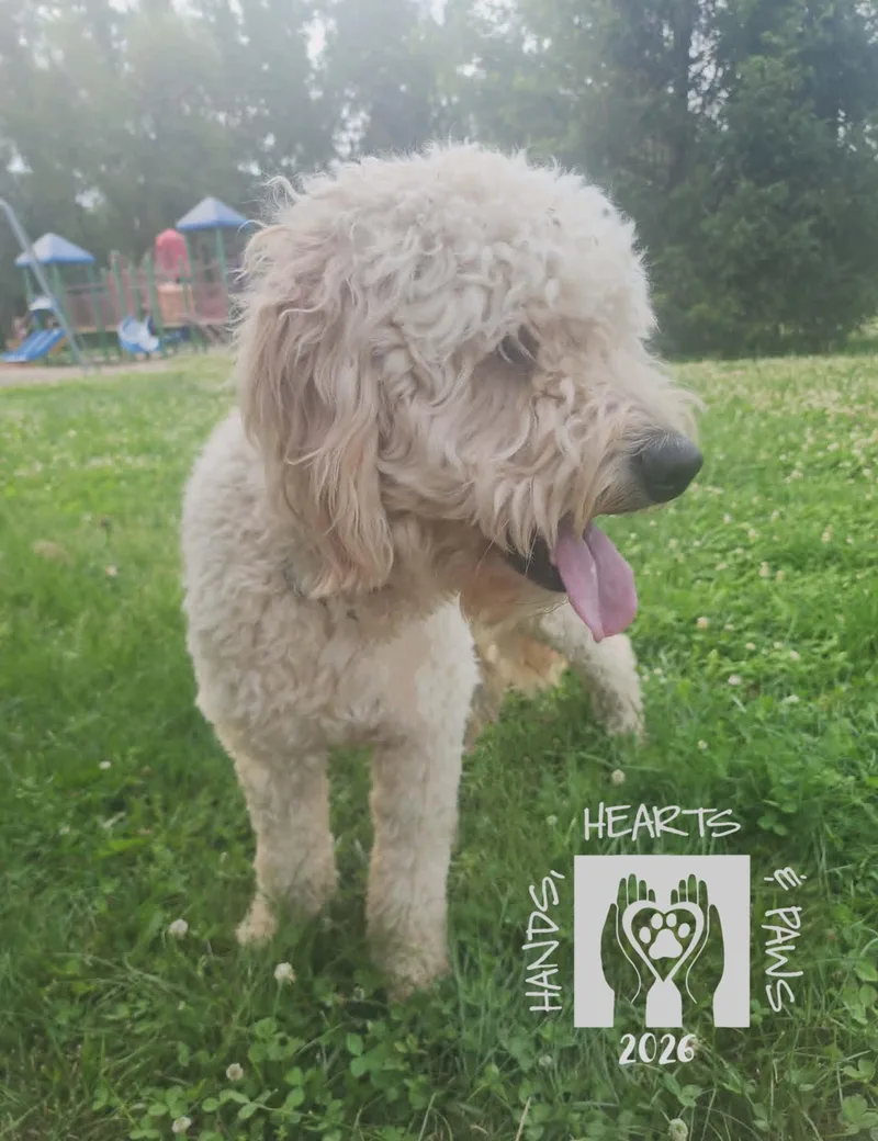 A young medium-sized male Golden Retriever dog named Benicio for adoption in Omaha, NE