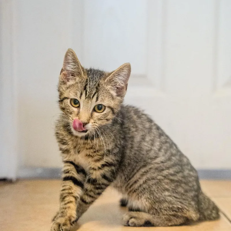 A baby small-sized male Brown / Chocolate Domestic Short Hair cat named Onyx for adoption in Pawling, NY