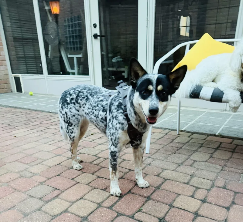 A young medium-sized female Australian Cattle Dog / Blue Heeler dog named Daisy Mae for adoption in Fort Worth, TX