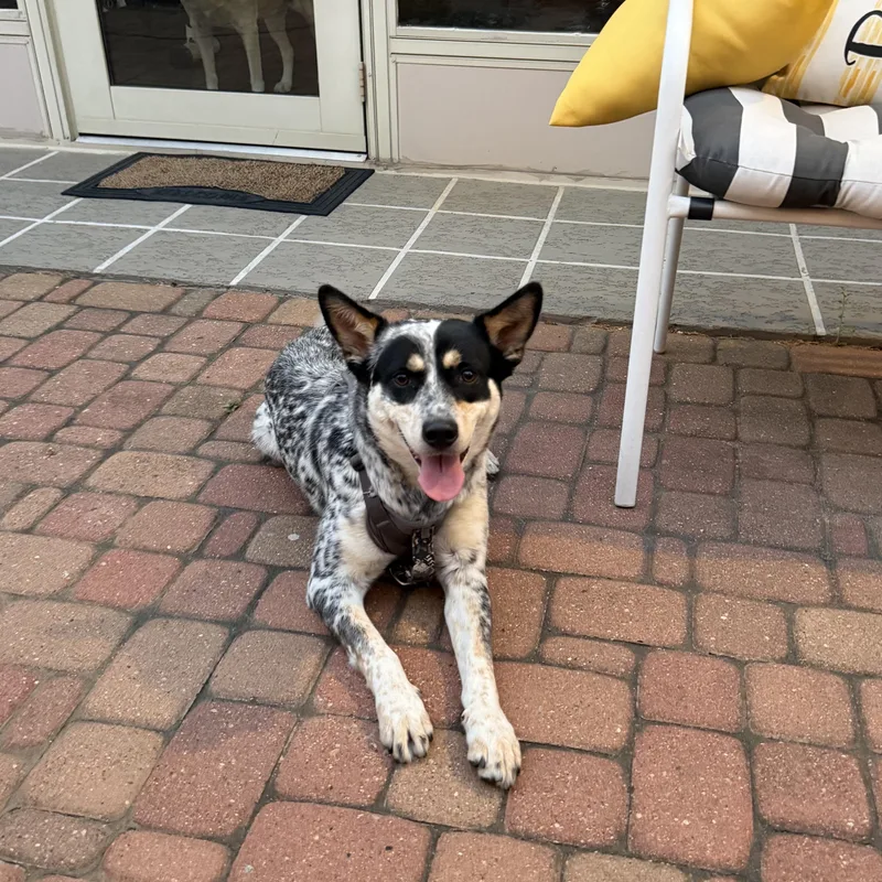 Daisy Mae thumbnail 2