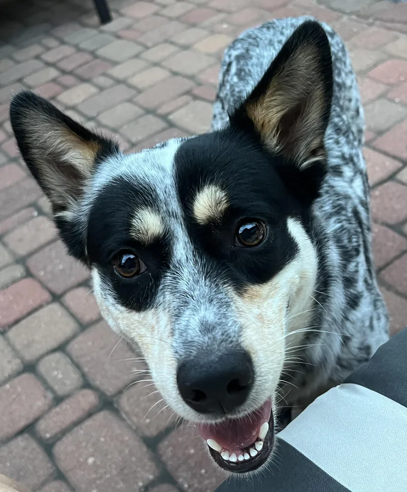 Daisy Mae thumbnail 3