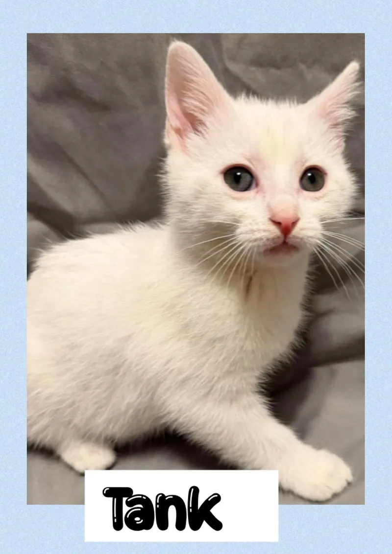 A young medium-sized male White Domestic Short Hair cat named Tank for adoption in Newton Falls, OH