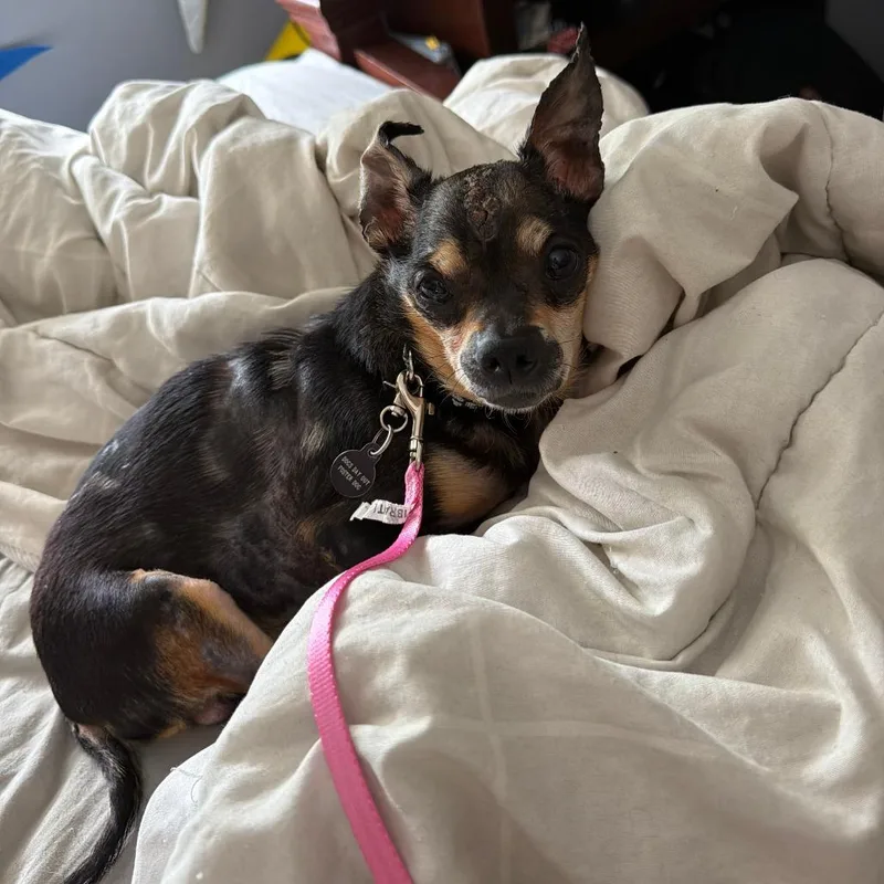 A senior small-sized male Black Chihuahua dog named Gordito for adoption in Birdsboro, PA