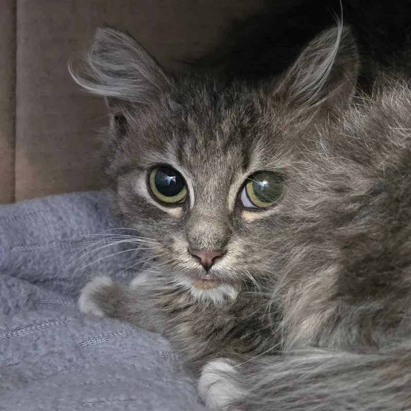 A baby small-sized female Domestic Medium Hair cat named Smeagol for adoption in Providence, RI