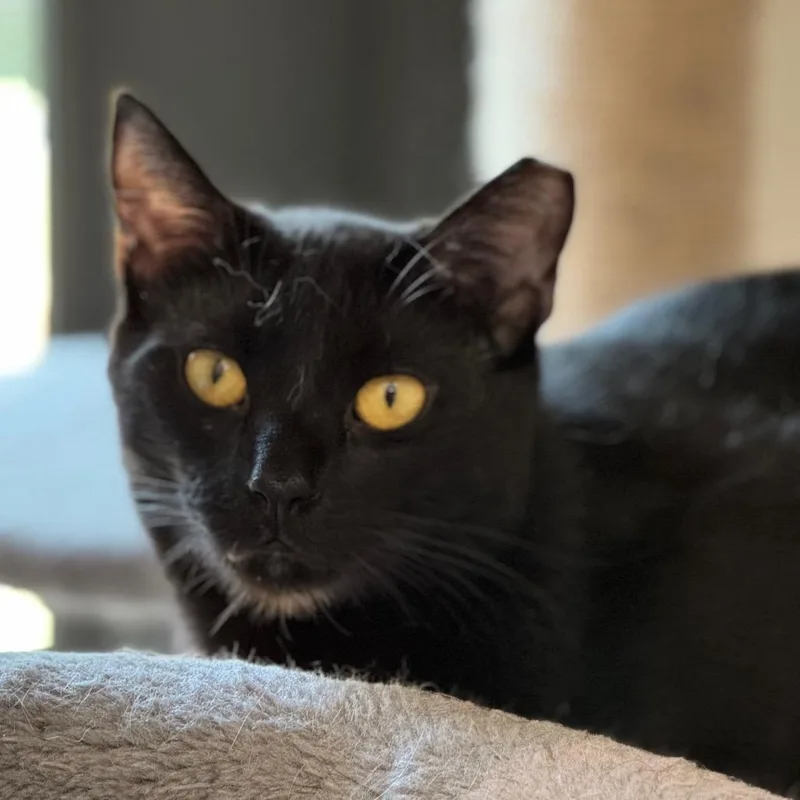 Neil Diamond thumbnail 2