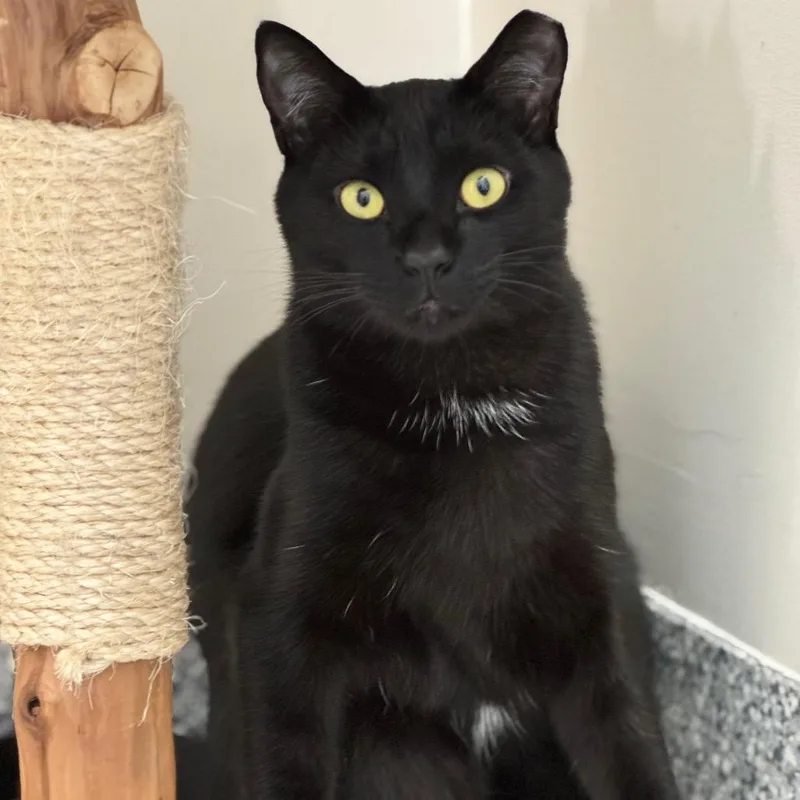 Neil Diamond thumbnail 3