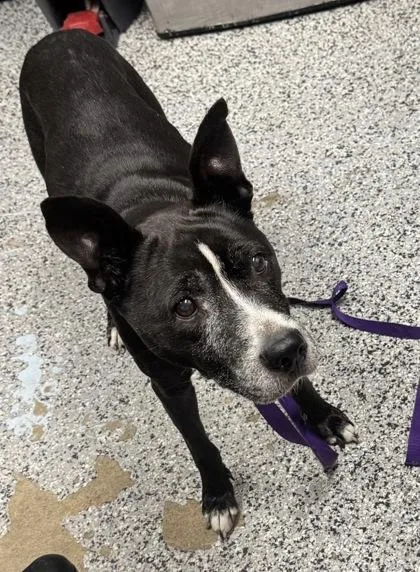 A senior medium-sized female Mixed Breed dog named Agatha for adoption in West Chester, PA