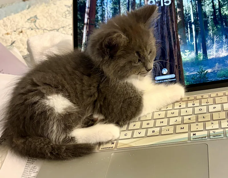 A baby medium-sized female Domestic Long Hair cat named Shelby for adoption in Houghton Lake, MI