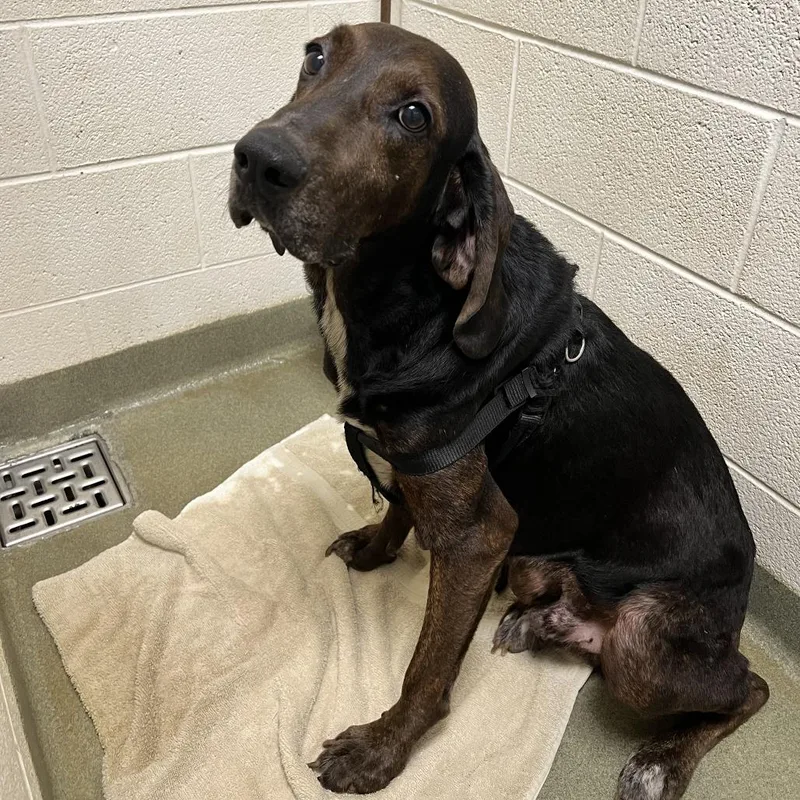 An adult medium-sized male Brown / Chocolate Plott Hound dog named Cowboy for adoption in Harrisonburg, VA