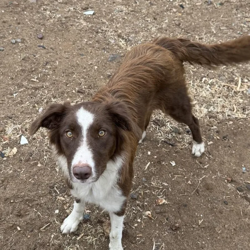 An adult small-sized female Border Collie dog named Meadow for adoption in San Diego, CA