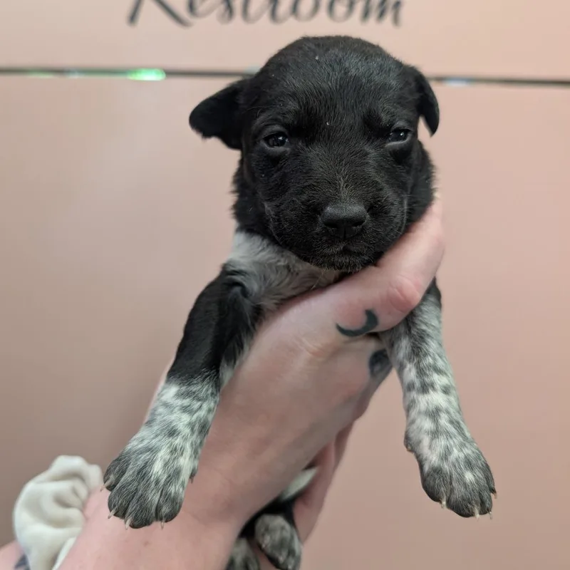 A baby small-sized male Black Mixed Breed dog named McDouble for adoption in Huntsville, AR