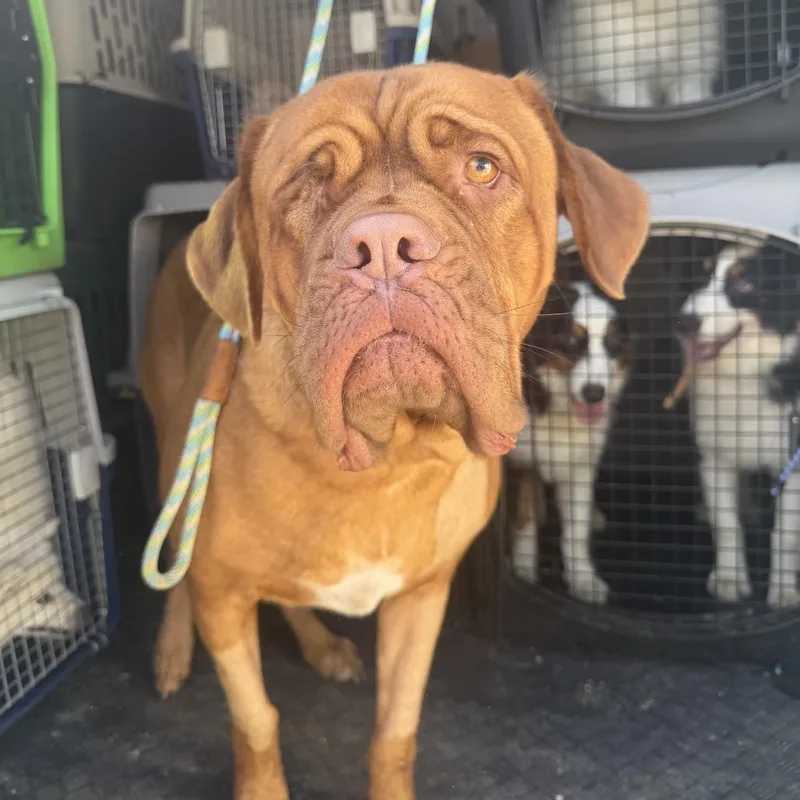 An adult extra large-sized male Red / Chestnut / Orange Dogue de Bordeaux dog named Harry Hank for adoption in Northbrook, IL